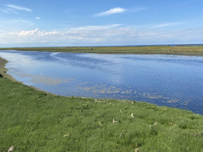 春国岱の湿地