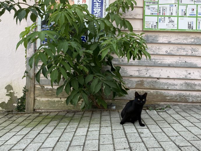 大三坂にいた黒猫