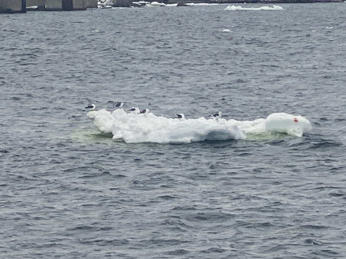 流氷に佇むカモメ