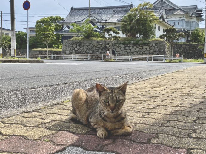 道路に座る猫