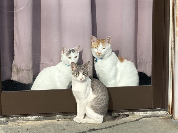 ３匹の猫