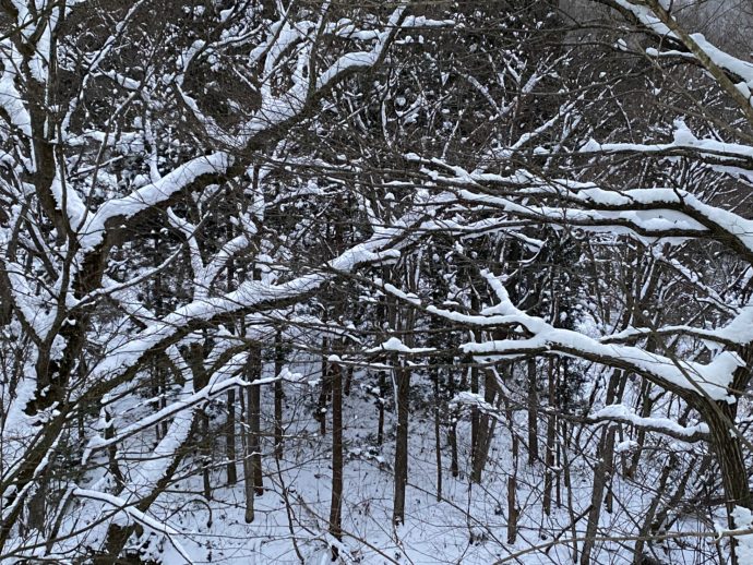 木の枝に積もる雪