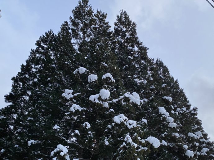 もみの木に積もる雪