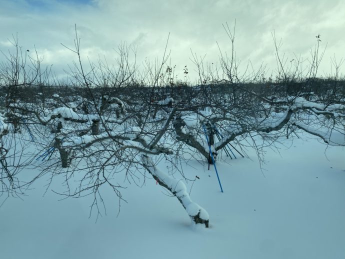 冬のりんご畑