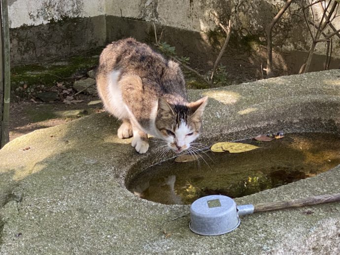 手水舎で水を飲む猫