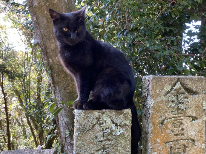 石碑の上に立つ猫