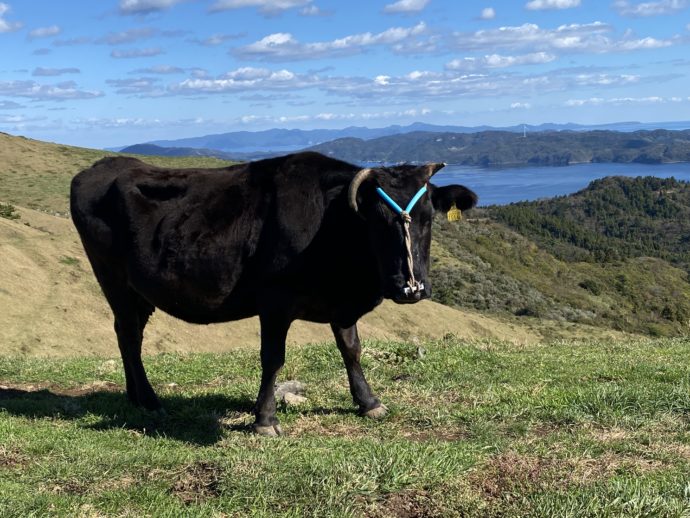 アカハゲ山の牛