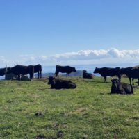 アカハゲ山の牛の群