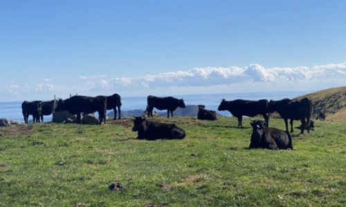 アカハゲ山の牛の群