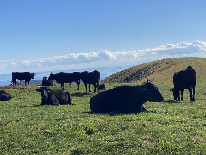 アカハゲ山の牛の牛の群れ
