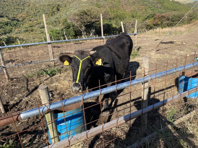 柵の中の牛
