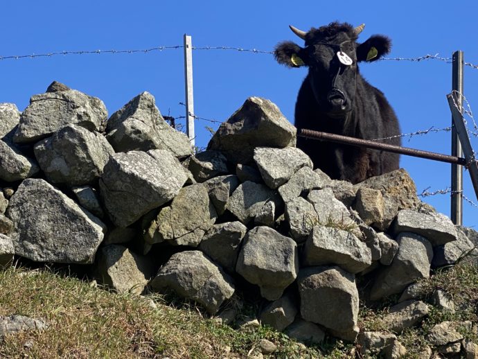 知夫里島の名垣と牛