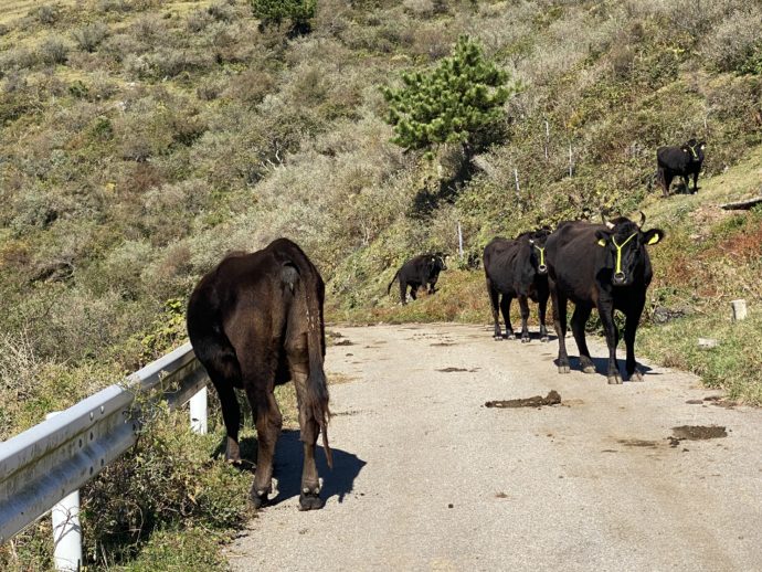 道路の牛