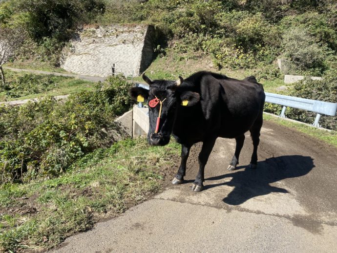 道路脇を歩く牛