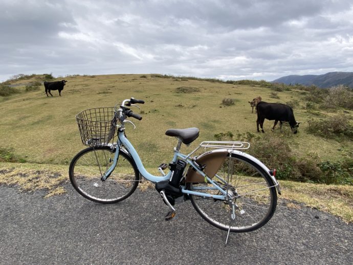 放牧された牛と自転車