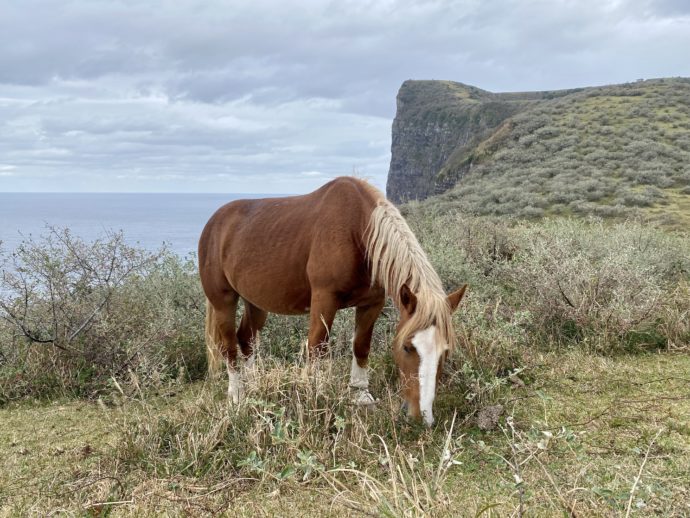 摩天崖と茶色い馬