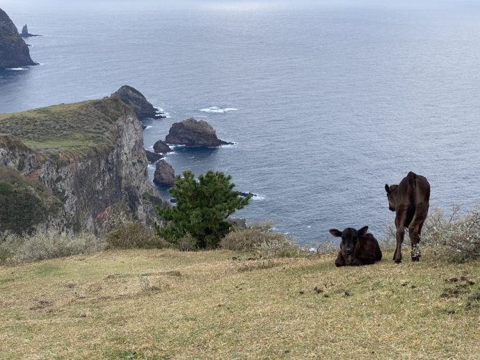 摩天崖と牛