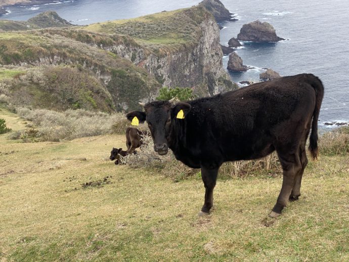 摩天崖と牛