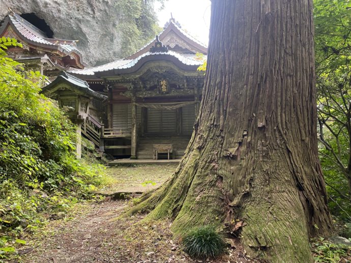 巨木と拝殿