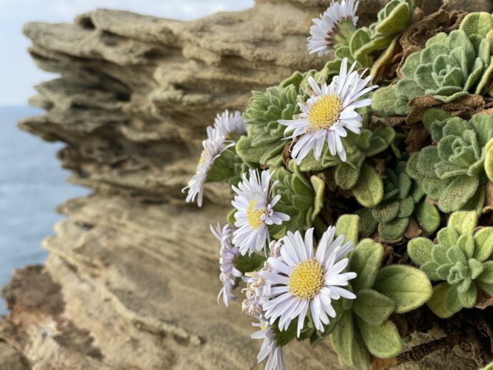 辰の島の海蝕崖に咲いた花