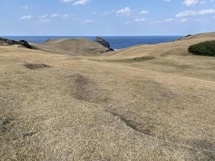 牧崎園地の草原