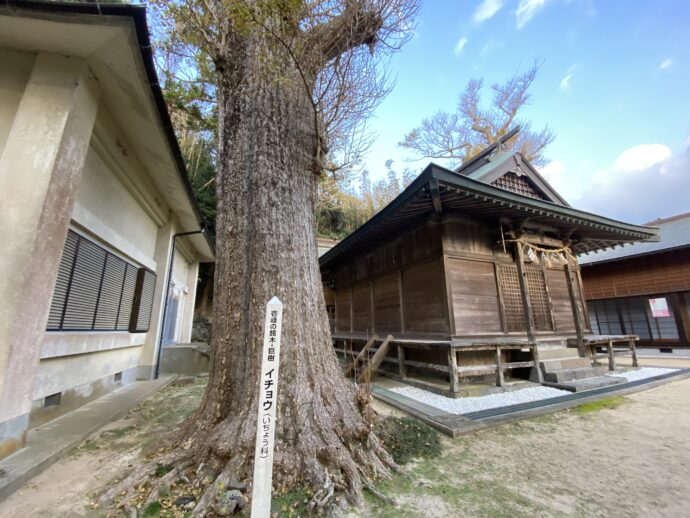 白沙八幡神社のクスノキ