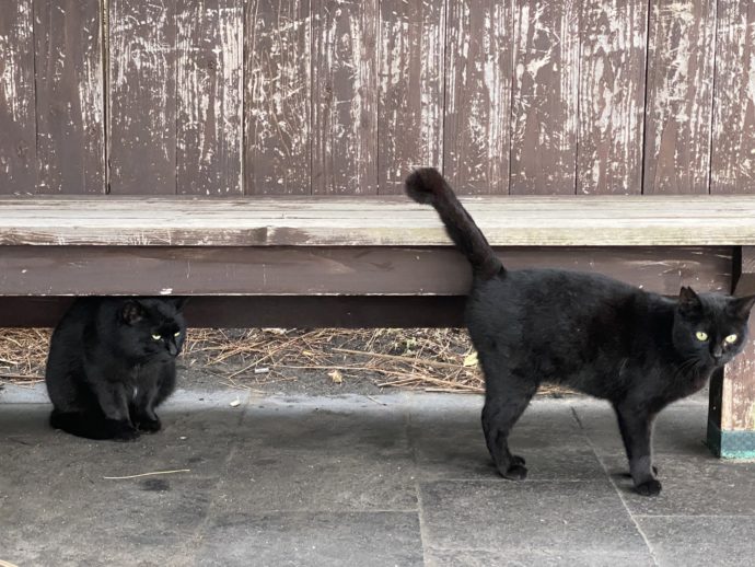 二匹の黒猫