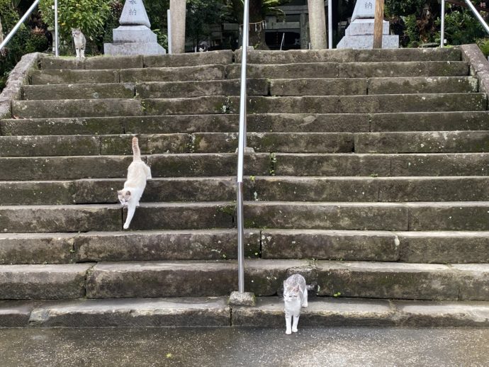 階段をついてくる猫