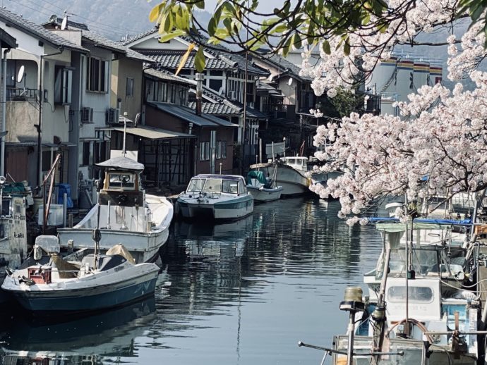 桜と吉原入江