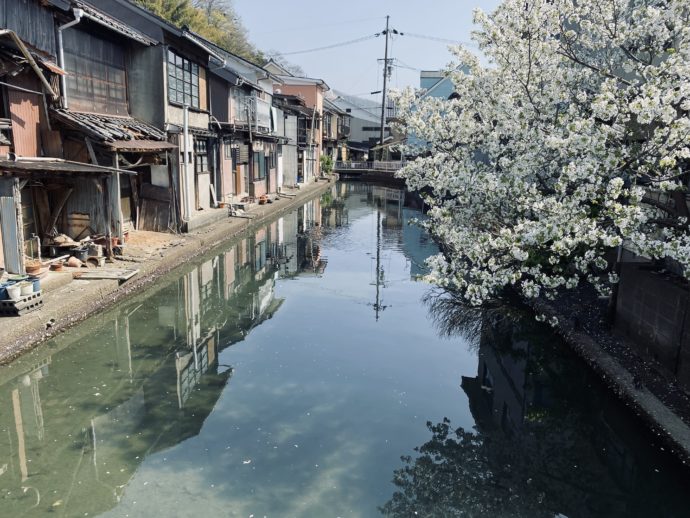 吉原入江の運河沿いの住宅と桜