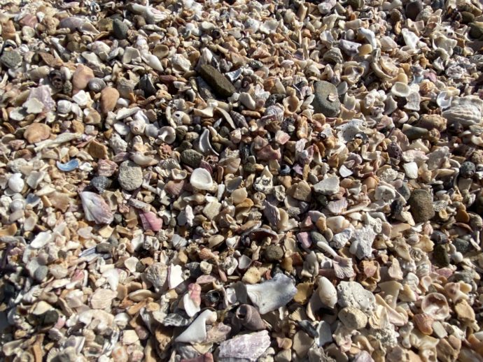 貝殻だらけの浜