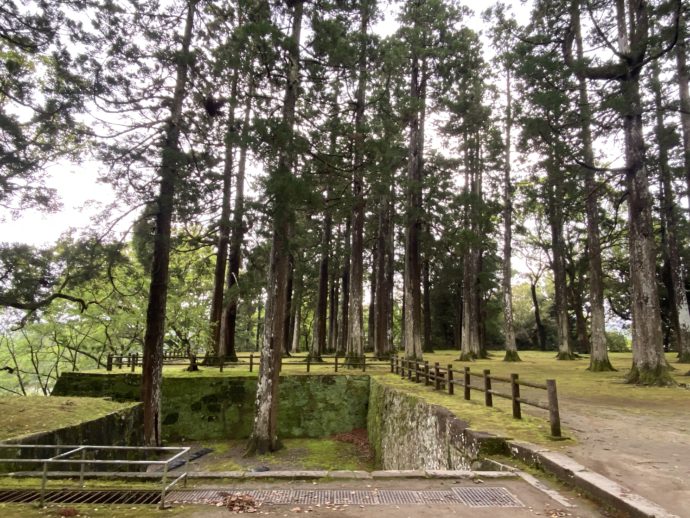 旧本丸跡の飫肥杉