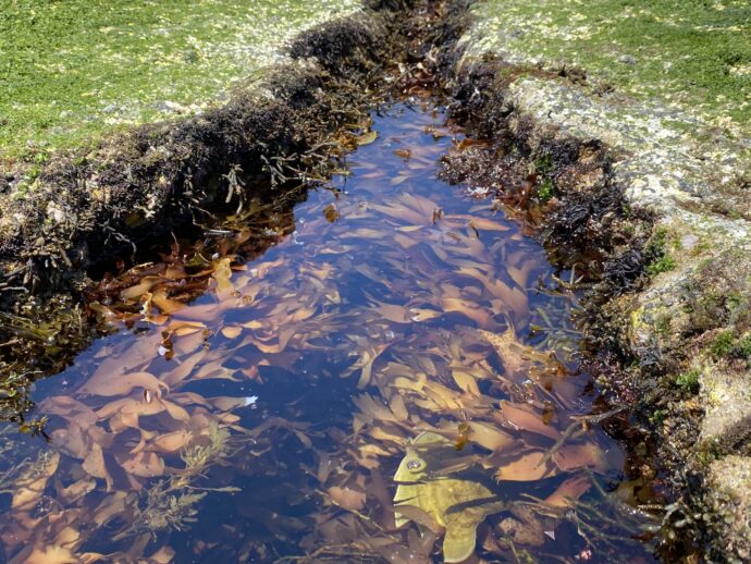 海水のなかの海藻
