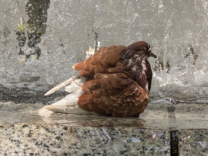 白川公園の噴水で水浴びをする鳥