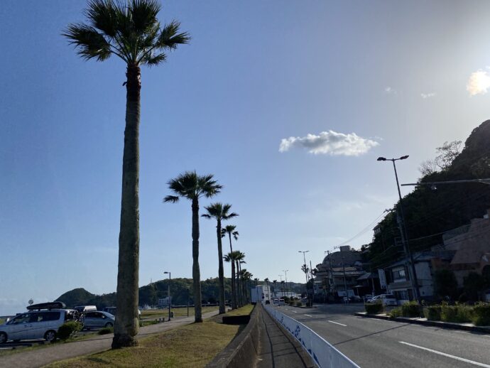 まどが浜海遊公園のヤシの木