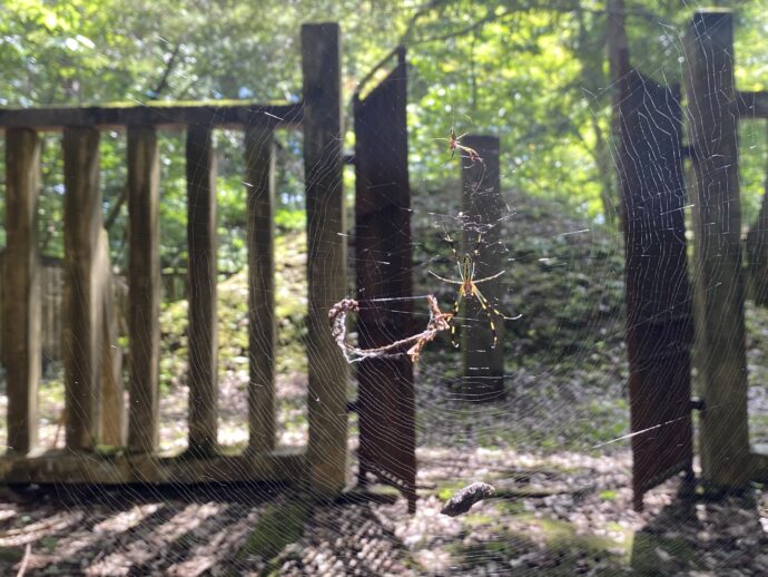 巨大蜘蛛の巣と蜘蛛
