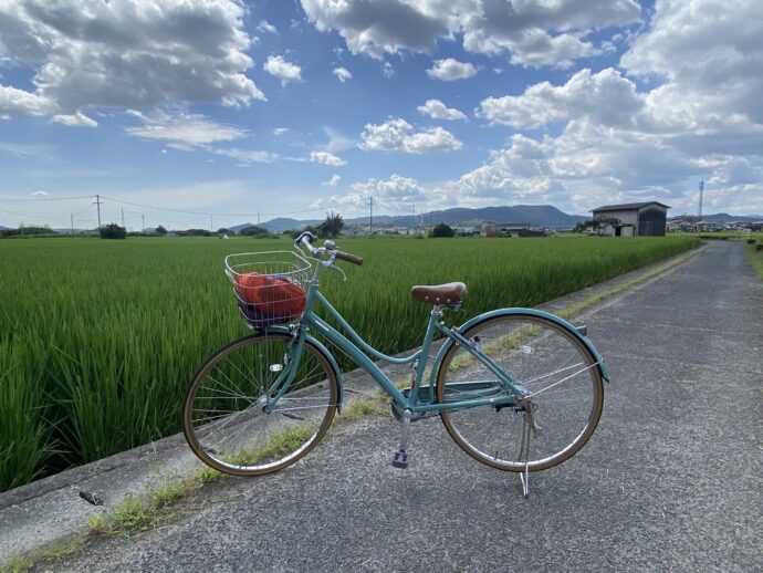 田んぼと自転車