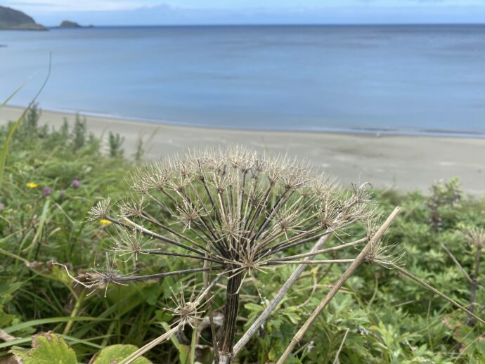 ゴロタの浜の植物