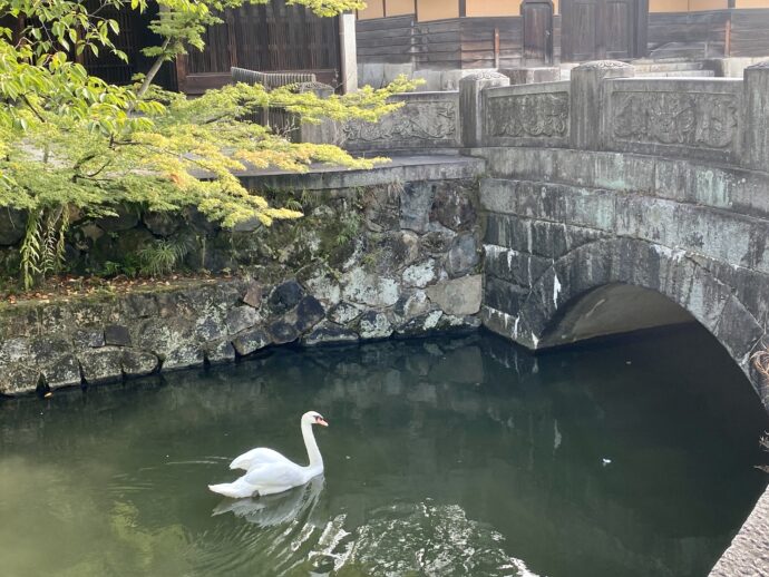 倉敷川の白鳥