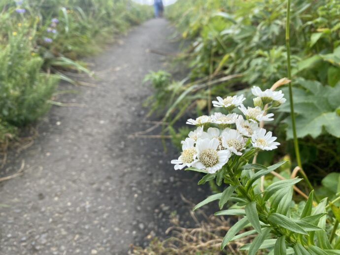 白い花の咲く山道