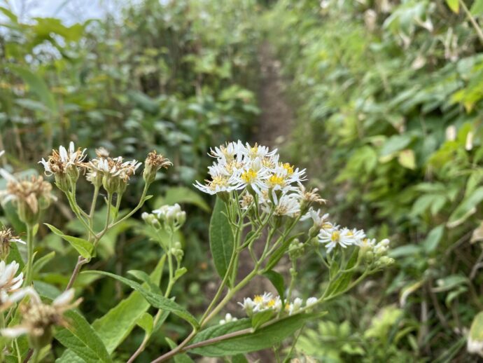 礼文島の花