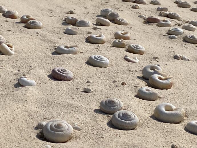砂浜に並ぶシロベタカソマイマイの化石