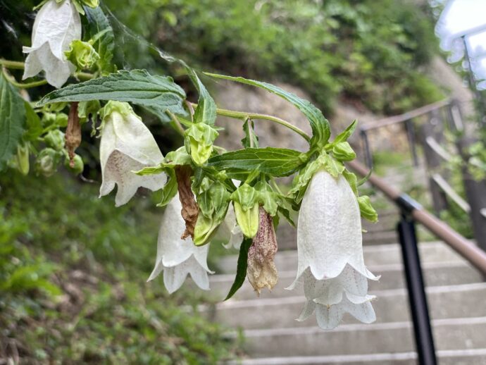 釣鐘型の白い花