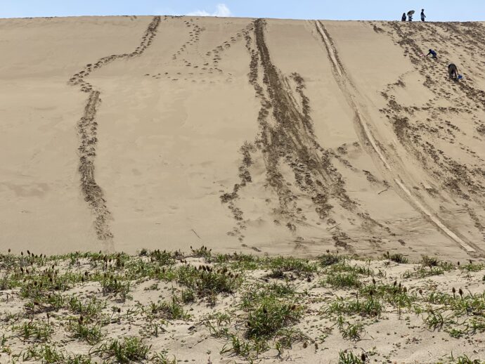草原化した砂丘と砂漠