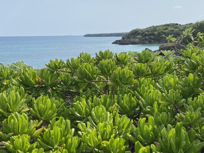 沖縄の海と植物