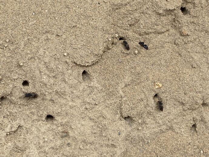 砂像に巣食う蟻
