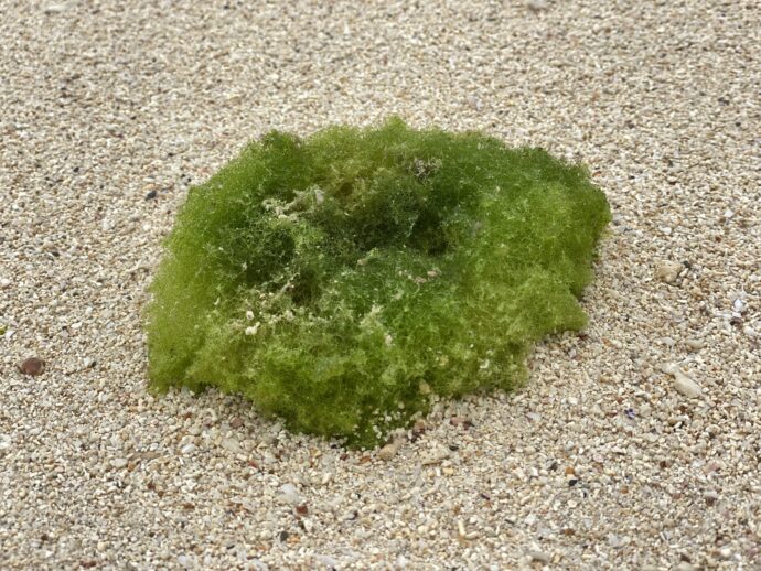 砂浜の藻