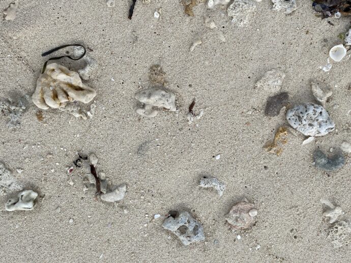 砂浜に落ちたサンゴ