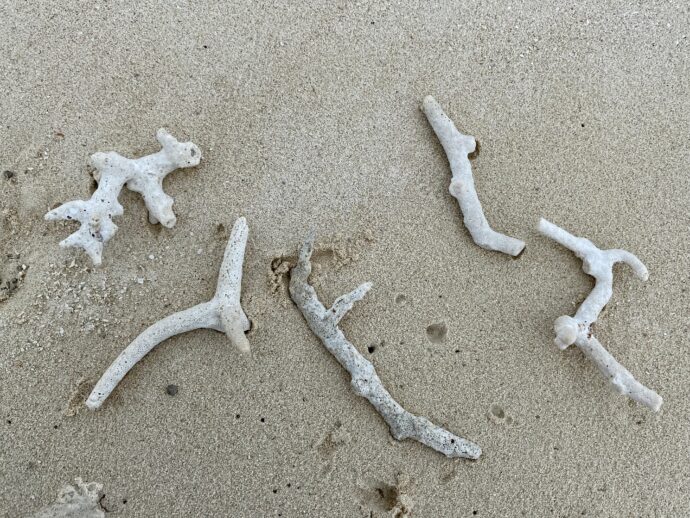 砂浜に並べたサンゴ