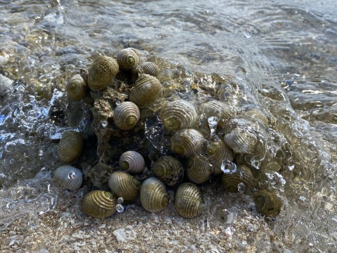岩礁に付着した貝